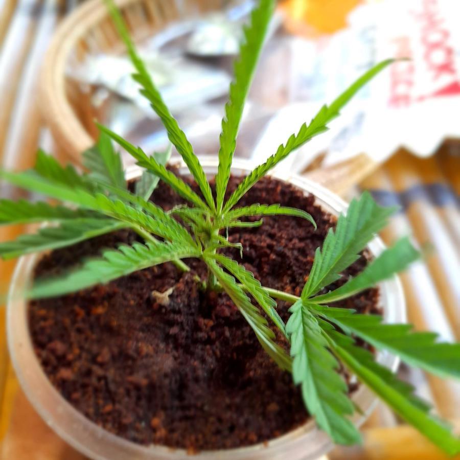 Ganja Gardens Camping Hotel Ban Nua Eksteriør billede